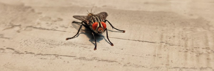 The close up of a housefly sitting on a tiled surface