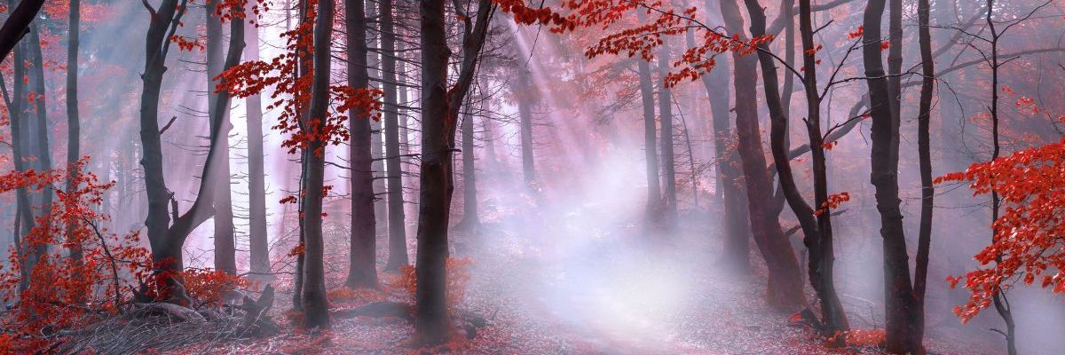 A forest with red leaved leaves bathed in misty sunlight