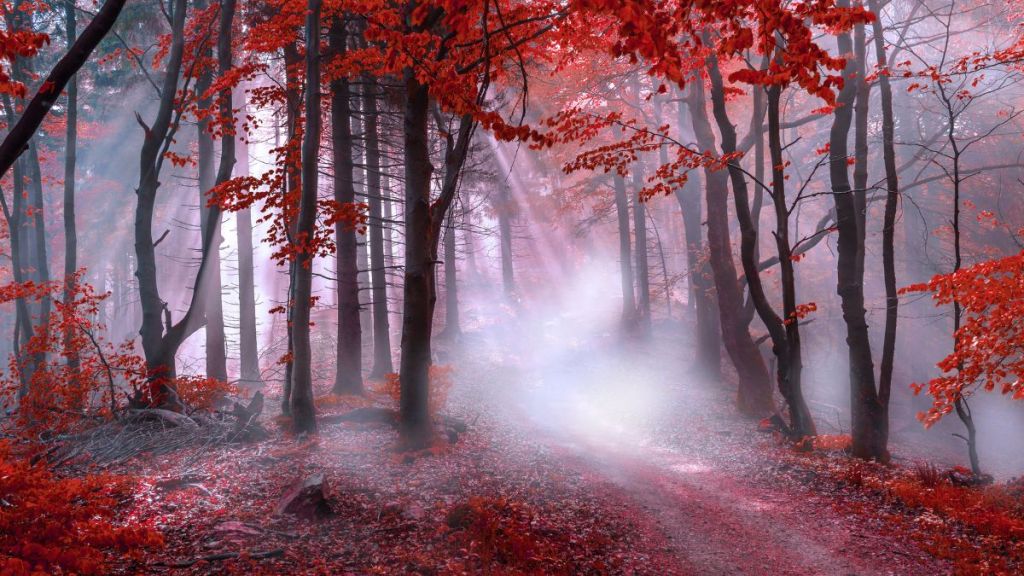 A forest with red leaved leaves bathed in misty sunlight